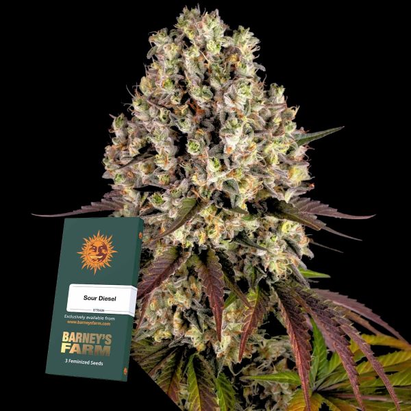 Barneys Farm Sour Diesel