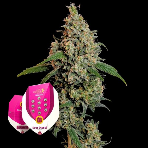 Royal Queen Seeds Sour Diesel