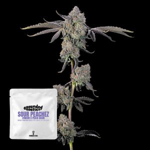 Sour Peachez Grounded Genetics