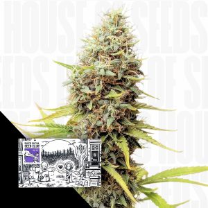 Sour Tangie Dawg Super Sativa Seed Club