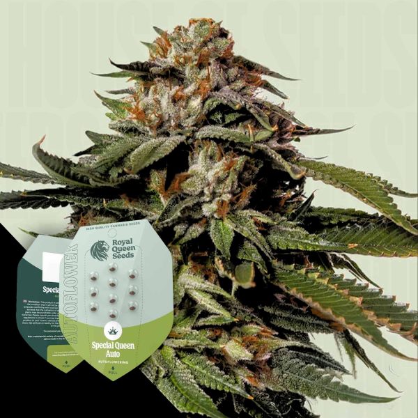 Royal Queen Seeds Special Queen 1 Auto