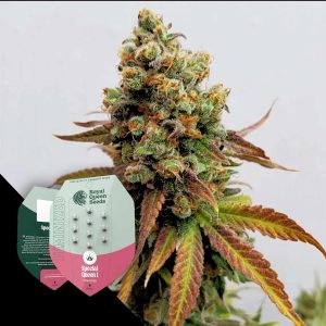 Special Queen 1 Royal Queen Seeds