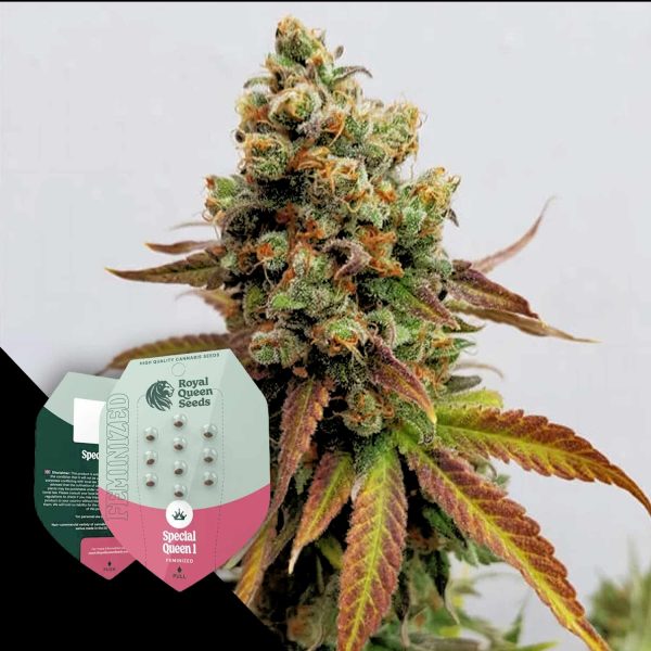 Royal Queen Seeds Special Queen 1