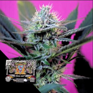 Speed Auto Sweet Seeds