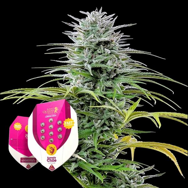 Royal Queen Seeds Speedy Chile (Fast Flowering)