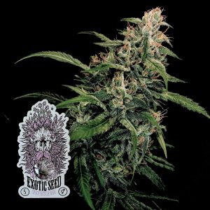 Spicy Bitch Exotic Seeds