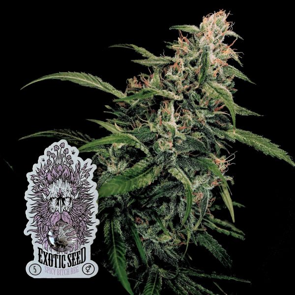 Exotic Seeds Spicy Bitch
