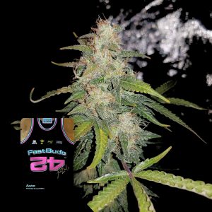 Stardawg Auto 420 Fast Buds