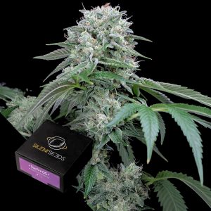 Starfire Og Silent Seeds