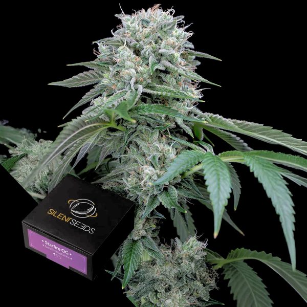 Silent Seeds Starfire OG