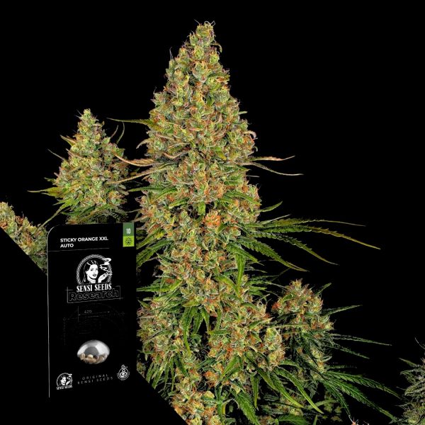 Sensi Seeds Sticky Orange Auto