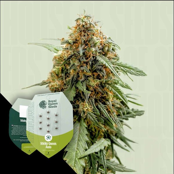 Royal Queen Seeds Sticky Queen Auto