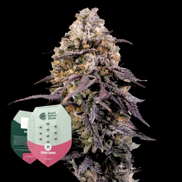 Royal Queen Seeds Sticky Queen