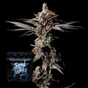 Straw Burst Seed Junky Genetics