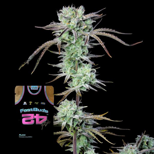 420 Fast Buds Strawberry Banana Auto