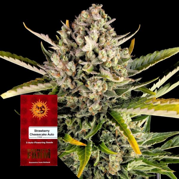 Barneys Farm Strawberry Cheesecake Auto