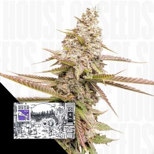 Strawberry Chemdawg Og Super Sativa Seed Club