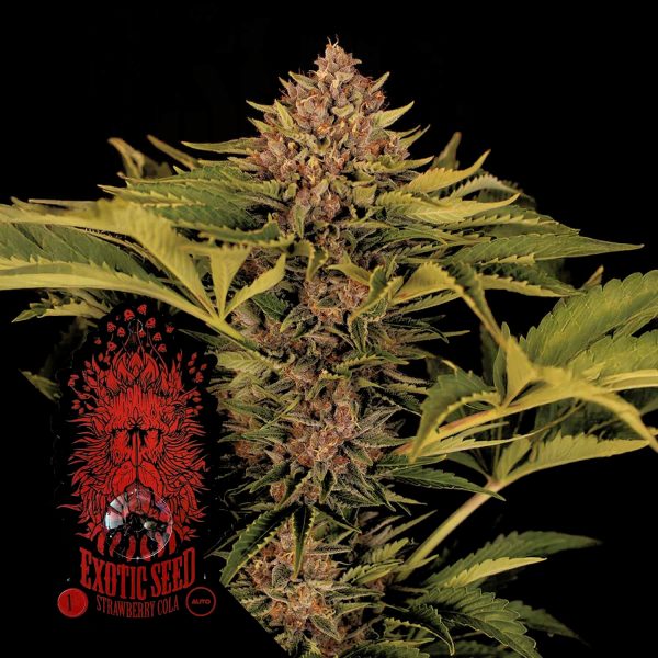 Exotic Seeds Strawberry Cola Auto