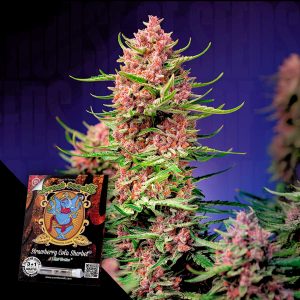 Strawberry Cola Sherbet F1 Sweet Seeds