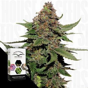 Strawberry Cough Dutch Passion