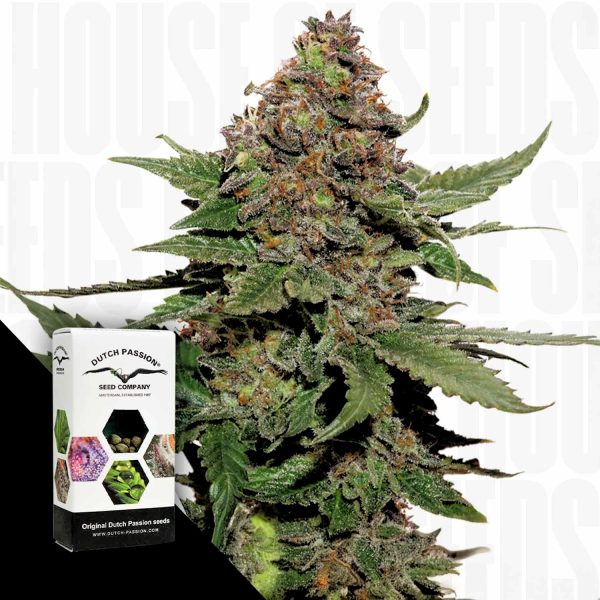 Dutch Passion Strawberry Cough