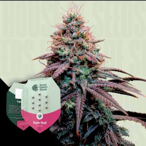 Strawberry Cough Royal Queen Seeds