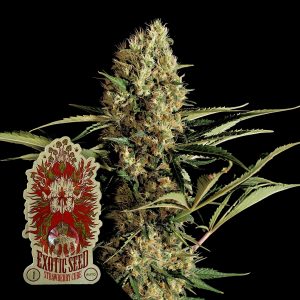 Strawberry Cube Auto Exotic Seeds