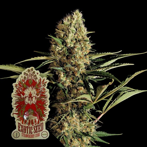 Exotic Seeds Strawberry Cube Auto