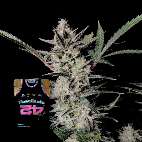 420 Fast Buds Strawberry Gorilla Auto