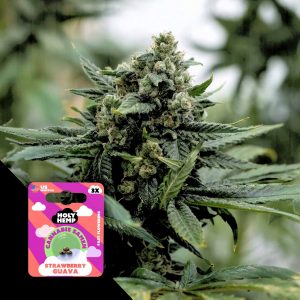 Strawberry Guava Holy Hemp