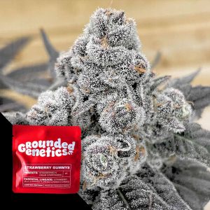Strawberry Gummies Grounded Genetics