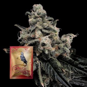 Common Wealth Seeds Co. Strawberry Honeycombz