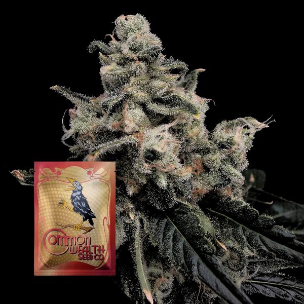 Common Wealth Seeds Co. Strawberry Honeycombz