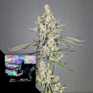 Strawberry Lobster Cipher Genetics