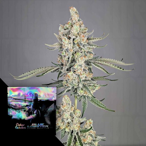 Cipher Genetics Strawberry Lobster