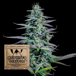 Strawberry Nuggets Auto Mephisto Genetics