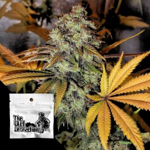 Strawberry Og Cali Connection