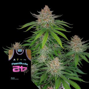 Strawberry Pie Auto 420 Fast Buds