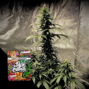 Strawberry Shortcake Auto Puro Instincto