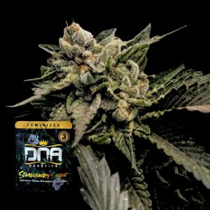 Strawberry Sorbet Dna Genetics