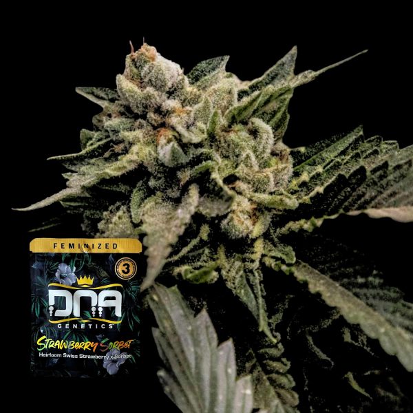 DNA Genetics Strawberry Sorbet