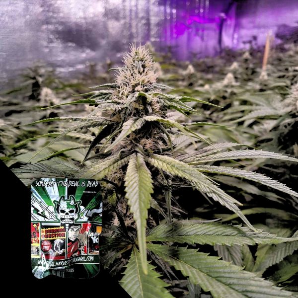 Devil’s Harvest Strawberry Sour Diesel
