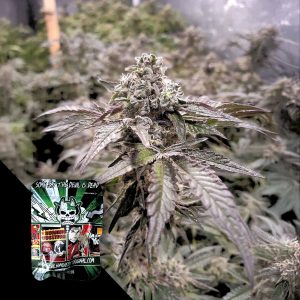Strawline Devils Harvest