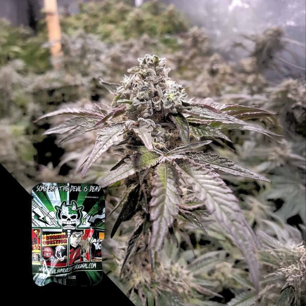 Devil’s Harvest Strawline