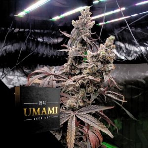 Strawzilla Umami Seeds