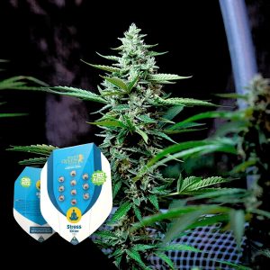 Stress Killer Automatic Cbd Royal Queen Seeds
