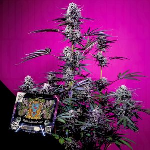 Studio 54 Stardust Auto Sweet Seeds