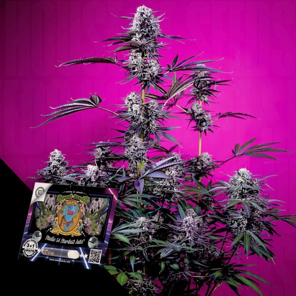 Sweet Seeds Studio 54 Stardust Auto
