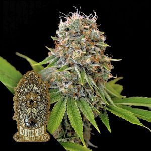 Sugar Larry Exotic Seeds