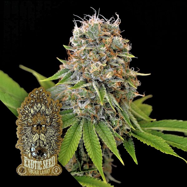 Exotic Seeds Sugar Larry